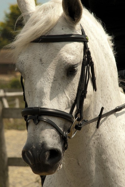 Rhinegold - German Leather Bridle With Detachable Flash Noseband