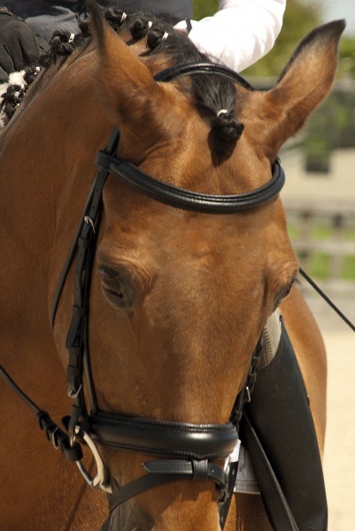 Rhinegold - German Leather Comfort Bridle With Flash Noseband